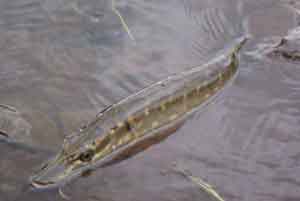 Raubfisch Kescher