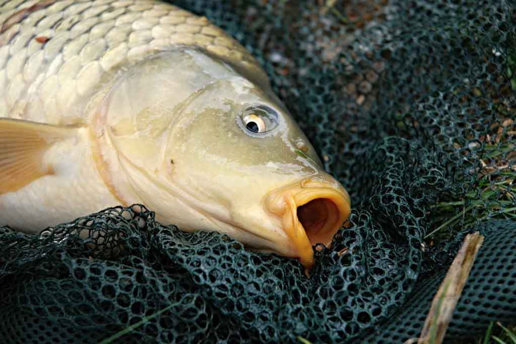 Kescher groß zum karpfenangeln