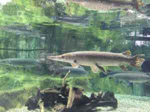 Raubfischkescher
